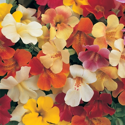 Picture of Mimulus - Magic Mixed F1